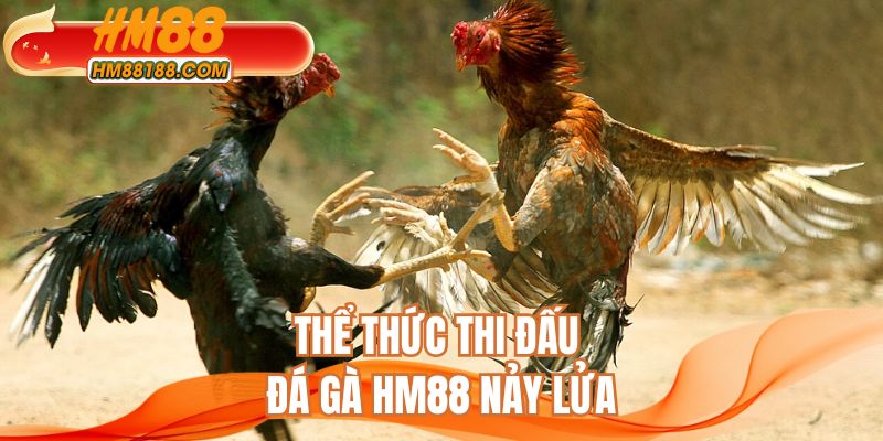 Thể thức thi đấu đá gà HM88 nảy lửa